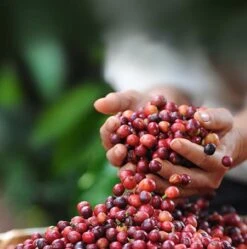 Nescafé Dolce Gusto Cappuccino Capsules - 90 Koffiecups 14 Nescafé Dolce Gusto Cappuccino Capsules - 90 Koffiecups -Koffie/Drankjes Winkel 1190x1200 3