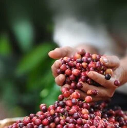 Nescafé Dolce Gusto Cortado Espresso Macchiato Capsules - 90 Koffiecups -Koffie/Drankjes Winkel 1192x1200 1