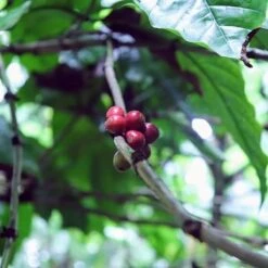 Kopi Luwak Koffie. 35 Gram Ongemalen Bonen. Direct Trade. Single Origin. The Original By Rich.Exclusive. -Koffie/Drankjes Winkel 1200x1200 101