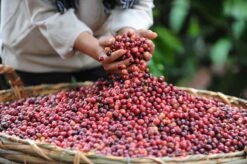 Nescafé Gold Oploskoffie - 6 Doosjes à 25 Zakjes -Koffie/Drankjes Winkel 1200x798 4