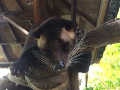 Kopi Luwak Koffie. 35 Gram Ongemalen Bonen. Direct Trade. Single Origin. The Original By Rich.Exclusive. -Koffie/Drankjes Winkel 1200x900 1