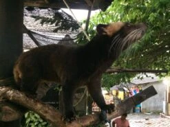 Kopi Luwak Koffie. 35 Gram Ongemalen Bonen. Direct Trade. Single Origin. The Original By Rich.Exclusive. -Koffie/Drankjes Winkel 1200x900