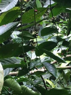 Kopi Luwak Koffie. 35 Gram Ongemalen Bonen. Direct Trade. Single Origin. The Original By Rich.Exclusive. -Koffie/Drankjes Winkel 900x1200 5